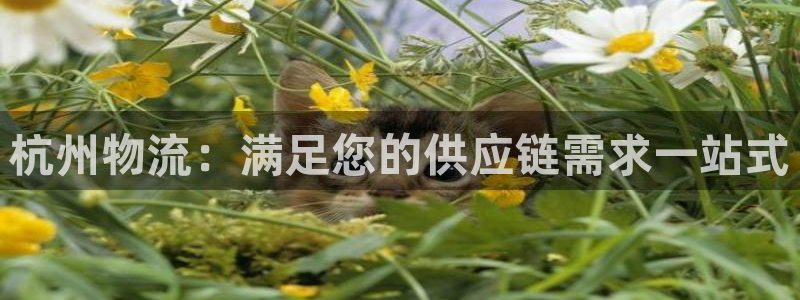 28圈下载二维码
